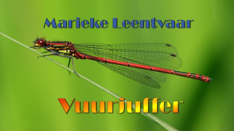 Vuurjuffer